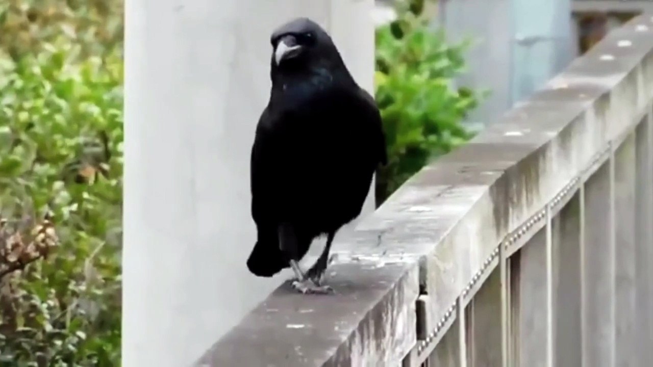 Animals Being Derps #1