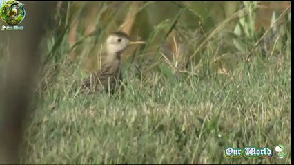 Upland Sandpiper 02 - Bartramia longicauda