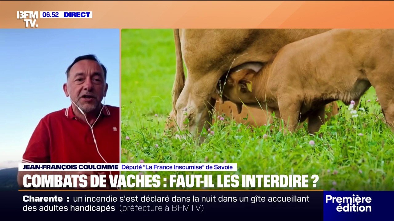 Le député LFI Jean-François Coulomme souhaite faire interdire les combats de vaches