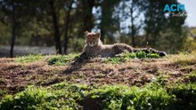 Cheetah cub and puppy playing at Taronga Western Plains Zoo