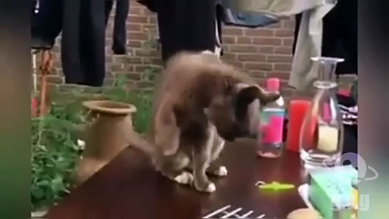 Funny Animals 2024 Try Not To Laugh Challenge! (Best Hilarious Moments)