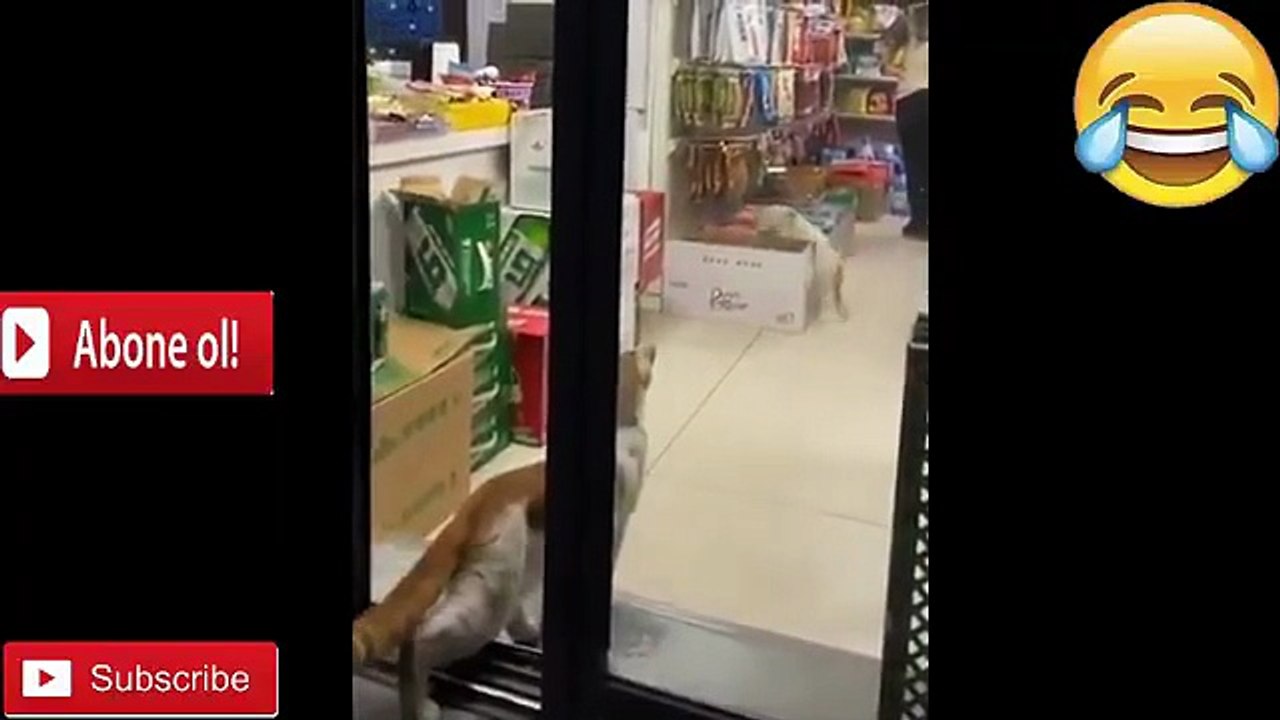 Funny Animal Moments Try Not To Laugh Challenge! (Best Hilarious Fails)