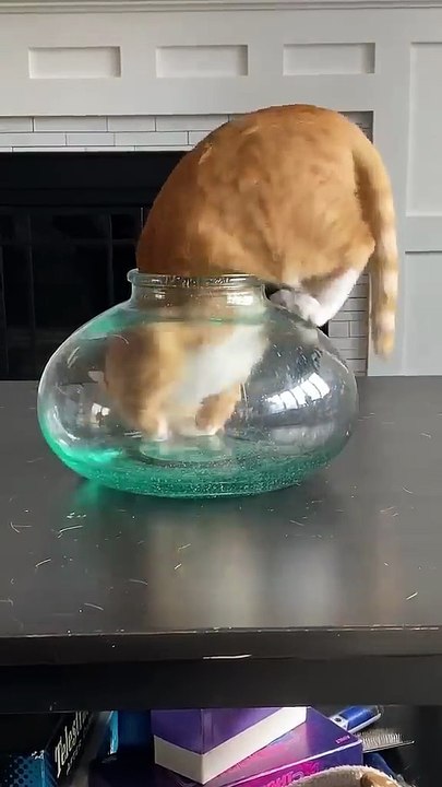 Cat Fits in Bowl! Hilarious & Adorable Moments (Guaranteed Laughter)