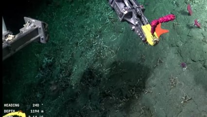 Empiezan a grabar en el fondo del mar y una estrella de mar roba protagonismo por su curiosa forma