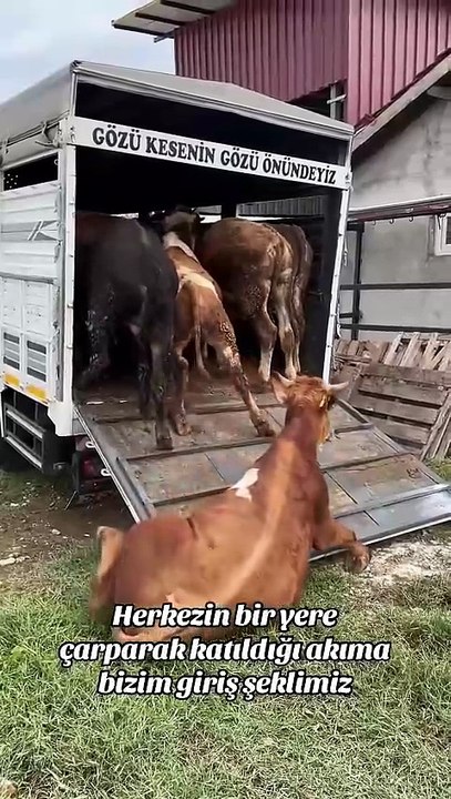 Cows Sliding Off Truck! Our Funny & Viral Trend Entry
