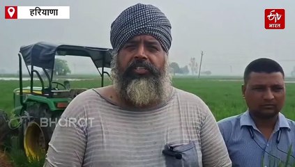हरियाणा में धान की फसल पर फिजी वायरस का मंडरा रहा संकट, कई जिलों में वायरस की रिपोर्ट दर्ज, जानिए कैसे करे रोकथाम
