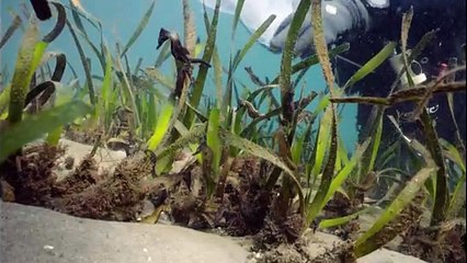 Seahorses released at Little Beach at Port Stephens
