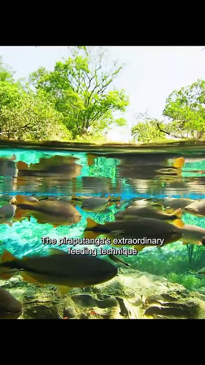 Fish video