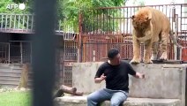 Thailandia, aumentano i leoni cresciuti in cattivita'