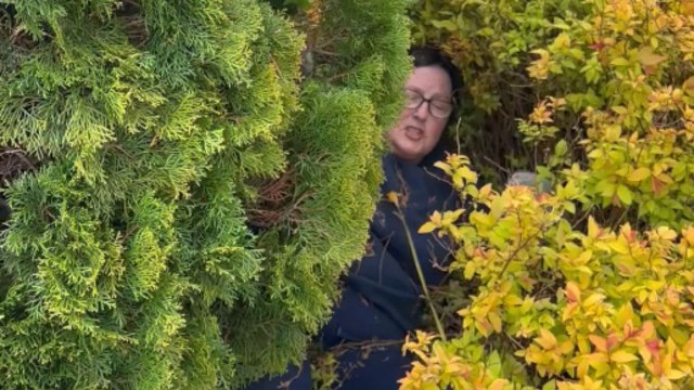 Aftermath of hilarious gardening accident shows woman stuck in a shrub