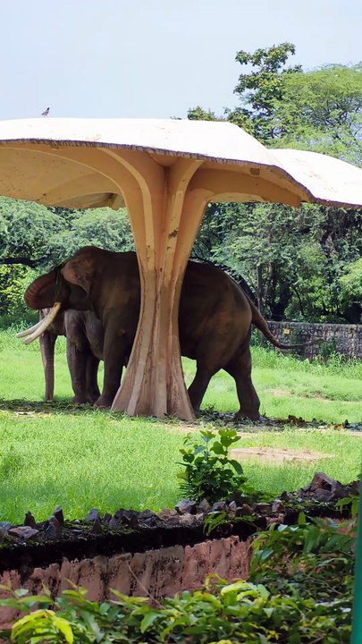 Perfect for nature lovers and animal enthusiasts  #viral, #trending, #fyp, #explorepage,