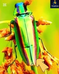 💲thousands dollar insects 💲