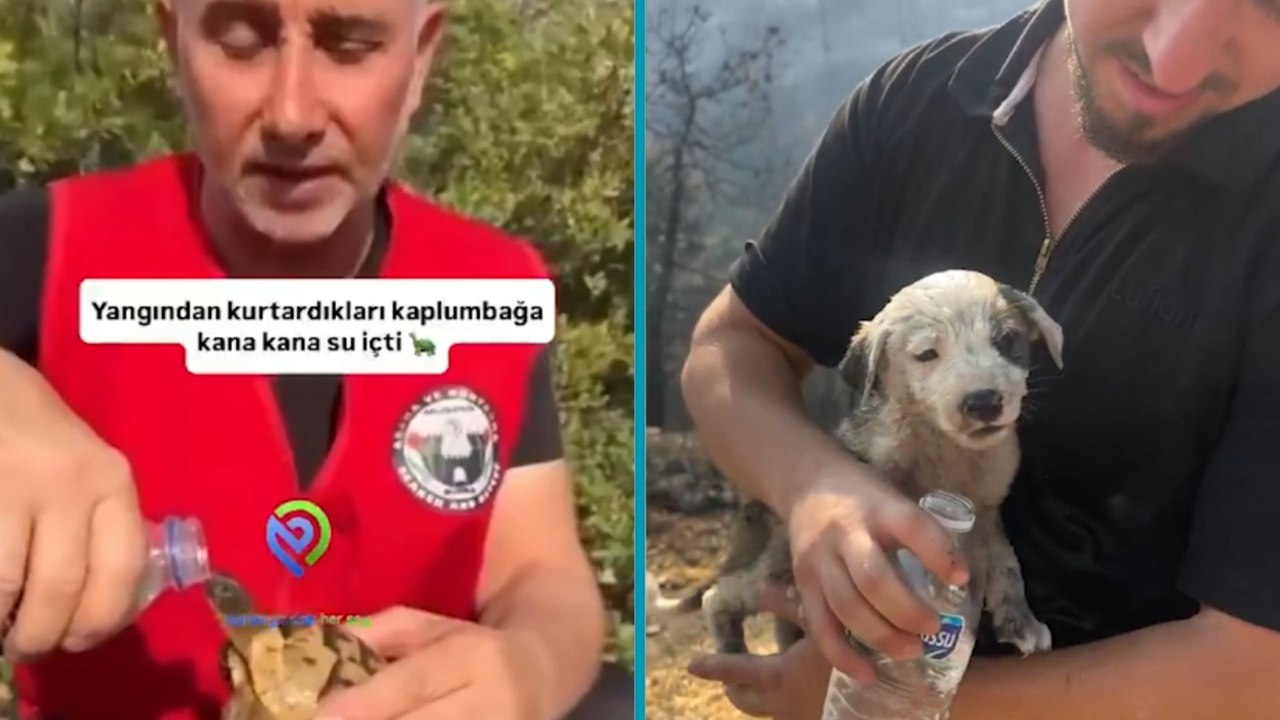 Bursa'da yangının içinden kurtarılan canlar: "Şanslı" köpek ve kaplumbağa