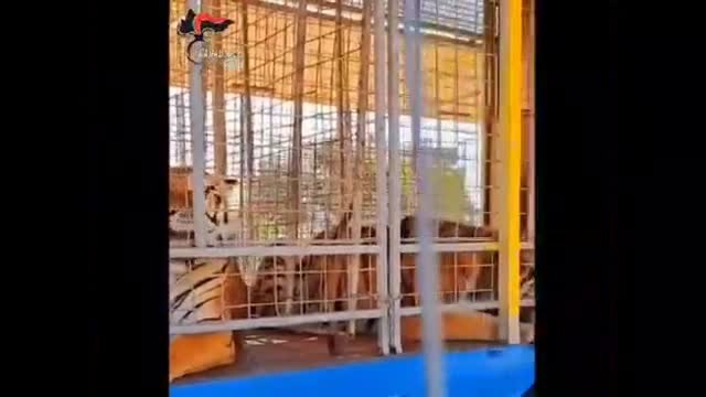 Brindisi, due leoni e due tigri in un circo: primo caso in Italia dopo la nuova legge.