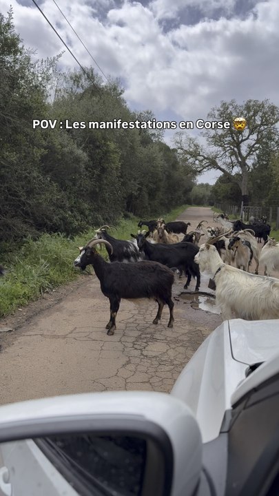 La Corse sauvage comme on aime 🐐