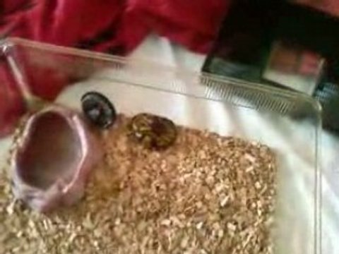 python regius juvénile