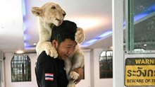 Immer mehr Thailänder halten Löwen - zum Leidwesen von Tierschützern
