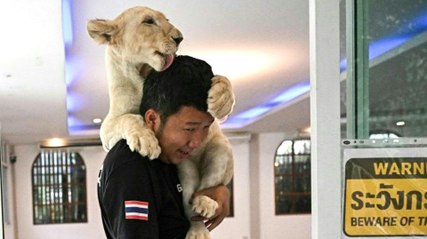 Immer mehr Thailänder halten Löwen - zum Leidwesen von Tierschützern