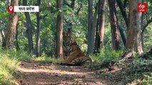 सतपुड़ा रिजर्व के बाघों का होगा DNA टेस्ट, इस कारनामे के बाद सैंपल भेजा गया जबलपुर