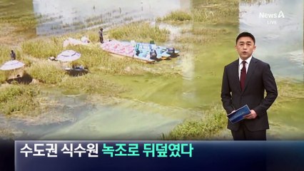 연이은 폭염에 수온 상승…녹조로 뒤덮인 식수원