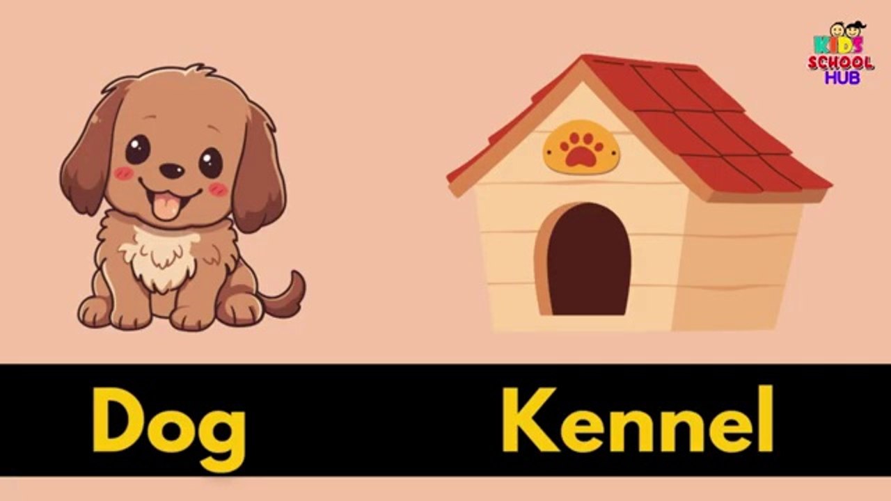 Animals and their homes _ Animals home _ Home of animals _ Animal homes  Animal shelter for kids