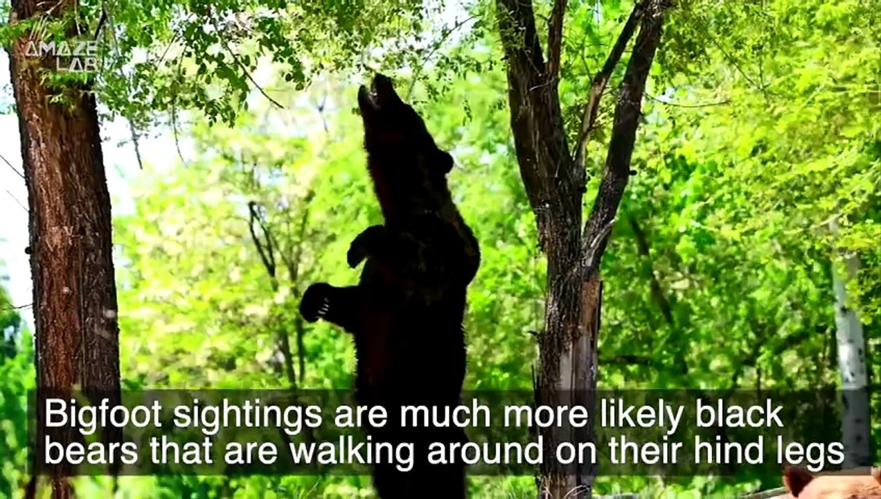 Mystery Solved? The Bigfoot Conundrum Could Be At Last Solved