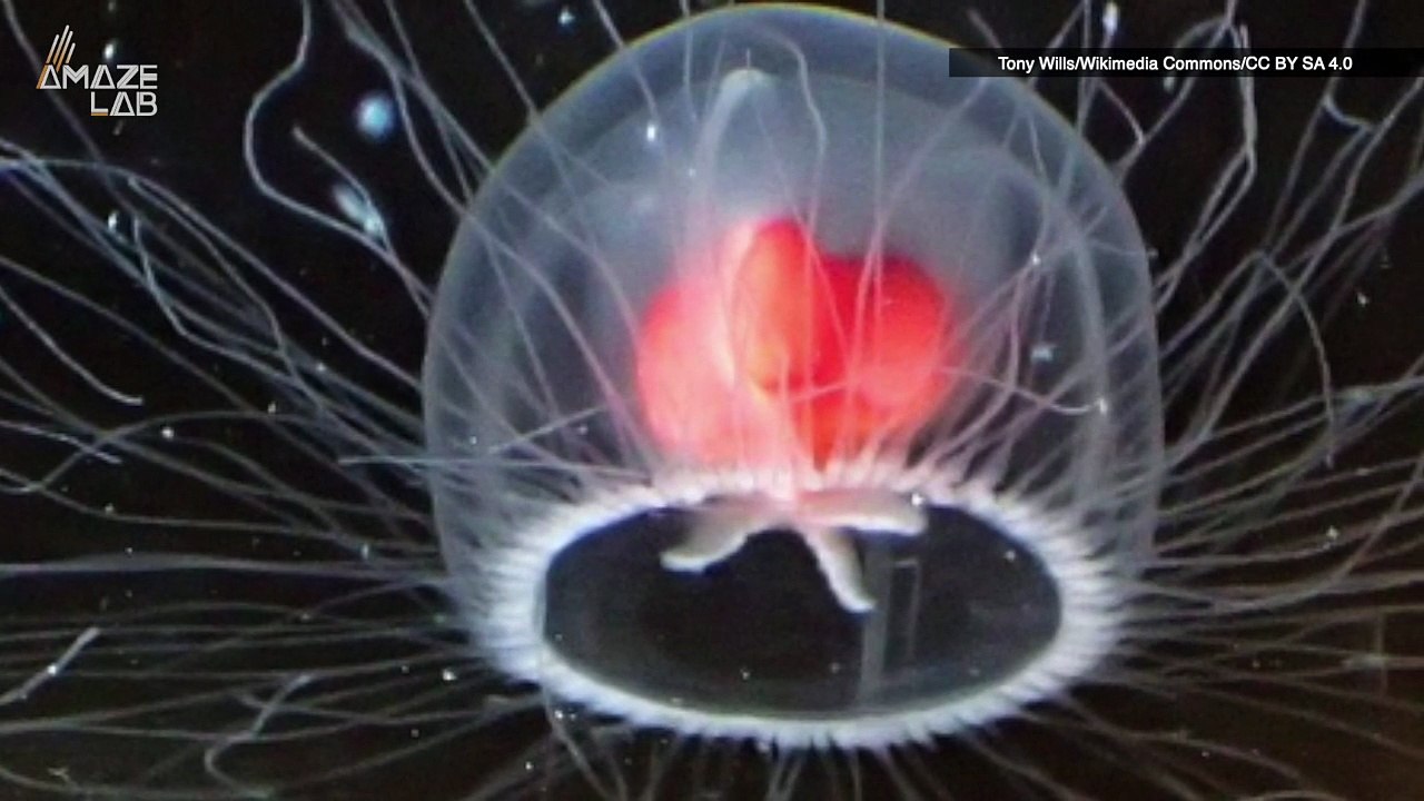 Is This Jellyfish The Key to Becoming Young Again?