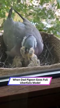 Dad Pigeon Feeds Both Chicks at Once