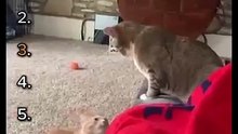 Best WWE Cat Moments