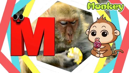 Learn The ABC Phonic Song with APPLE as Your First Lesson-ABC Songs, ABCD, Nursery Rhymes, Baby Song