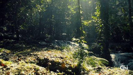 📖 Ensinamentos da Natureza | Sabedoria Taoista e Popular