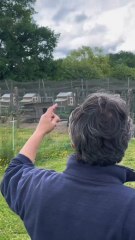 Comment cette éleveuse professionnelle arrive-t-elle à protéger ses poules contre la grippe aviaire ? 🐔Reportage complet à retrouver sur notre chaîne YouTube : CotCot Club 🧡