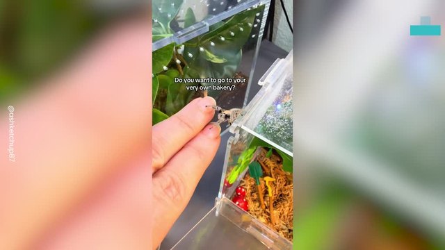 Woman Who Was Terrified of Spiders Builds Miniature Worlds for Them