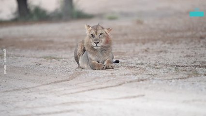 Real Life Scar From the Lion King