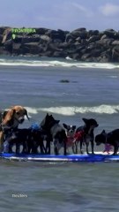 ¡Surf de cuatro patas! 🏄‍♂️🐾