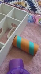 Angel Delight, the obese hamster exercising in her new home (credit: Blue Cross Sheffield