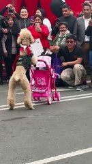 Demostración de la Unidad Canina de la PNP.