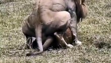 King of the jungle doing his job
