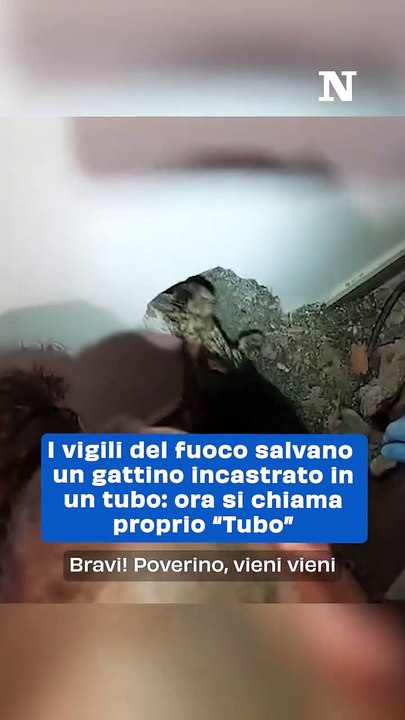 "Drammatico Salvataggio a Pelago: Gattino Randagio Intrappolato in un Tubo di Sfiato Trova una Nuova Casa"