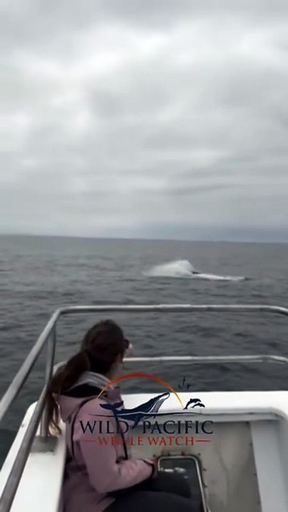 Avistan rara ballena en costa de San Diego