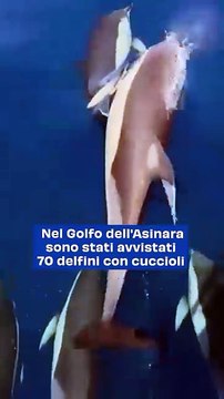 Avvistamento Straordinario nel Golfo dell’Asinara: Oltre 70 Delfini Comuni con Cuccioli Documentati dai Ricercatori di SEA ME Sardinia