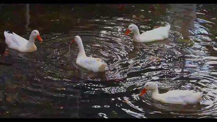 Os animais mais fofos do mundo  n•94