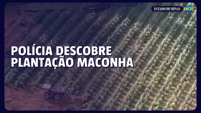 Polícia descobre plantação com 6 mil pés de maconha em Coromandel