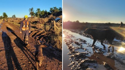 Vídeo mostra adeus emocionante a cão que atuou nas enchentes do RS