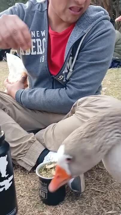 Duck Bites Man's Ear During Feeding