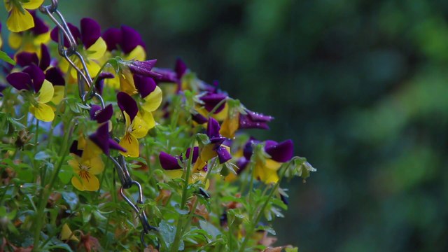 Relax with the sound of rain falling on flowers and environmental sounds [Study, work, concentration, sleep, healing, meditation, relaxation, ASMR]