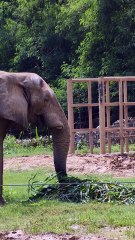 1000090Experience the awe-inspiring beauty of the African 🌍 Elephant #africanelephant, #wildlife, #conservation, #nature721