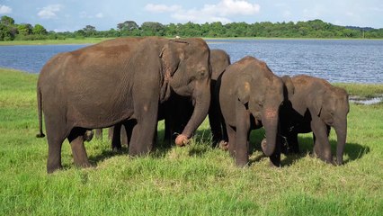 Watching The Elephants Eating Again