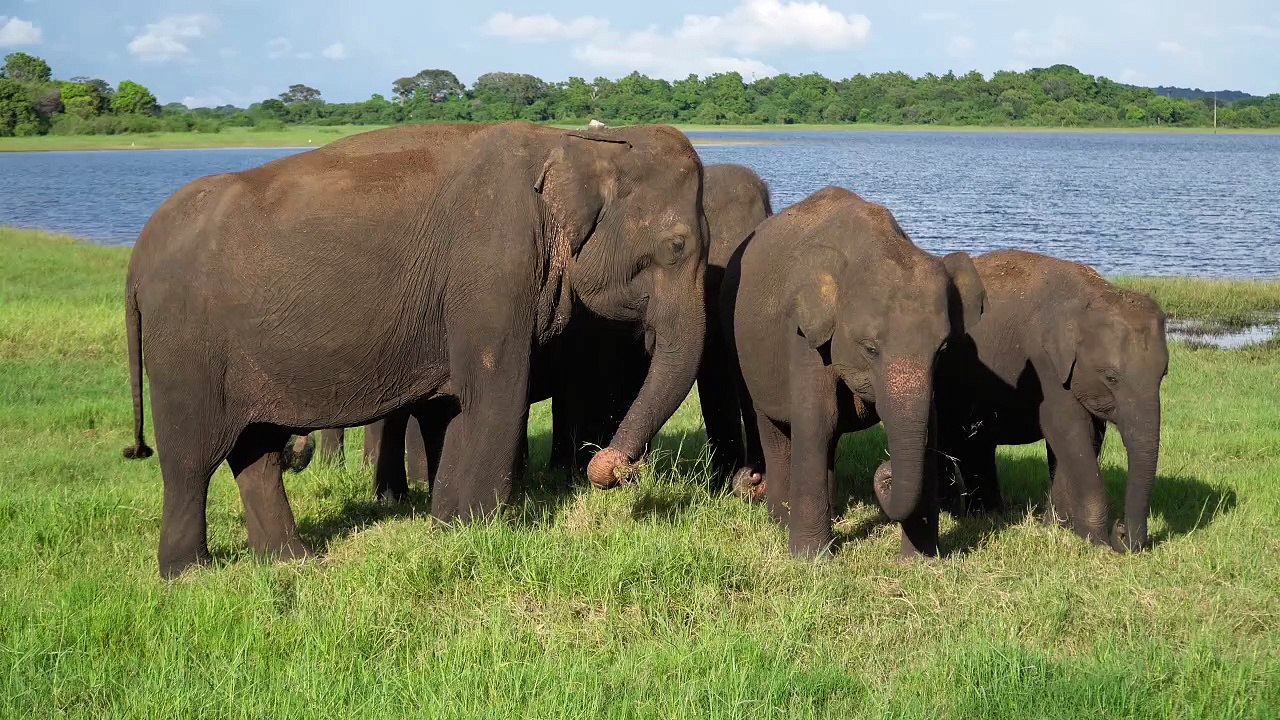 Watching The Elephants Eating Again