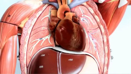MÉDICO explica QUÉ ES un SOPLO CARDÍACO y como tratarlos